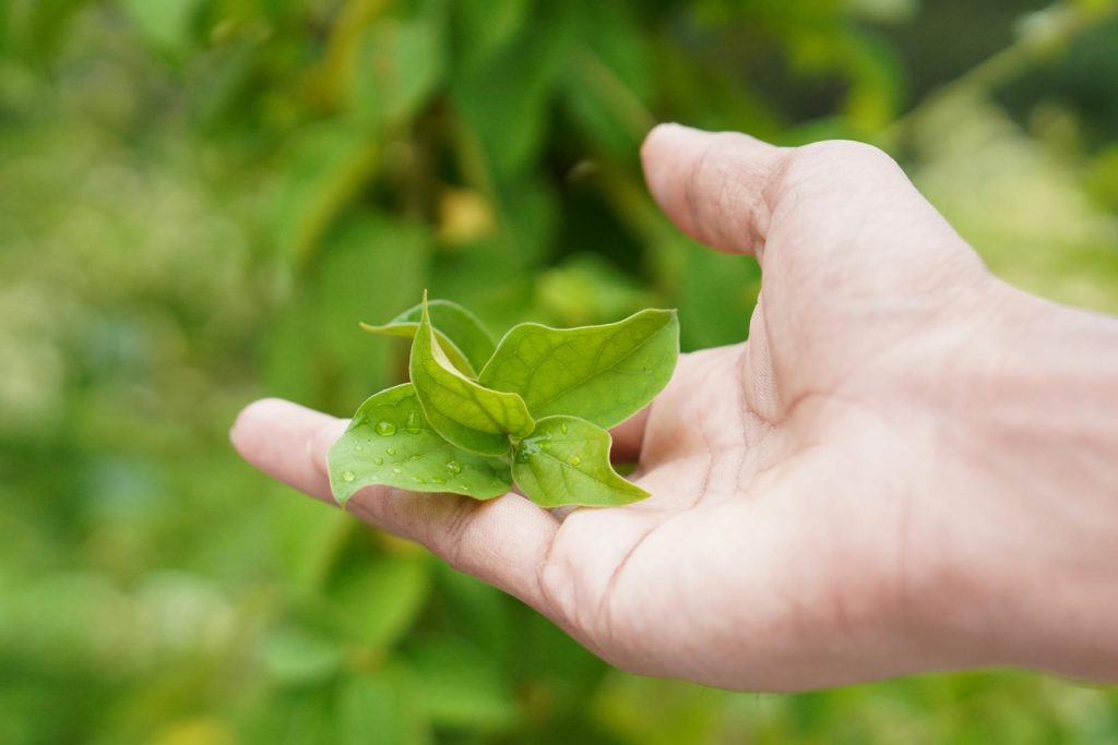 Gymnema sylvestre niavis