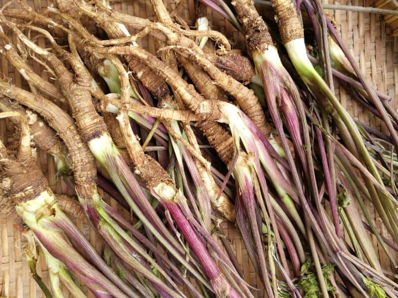 Angelica sinensis 2