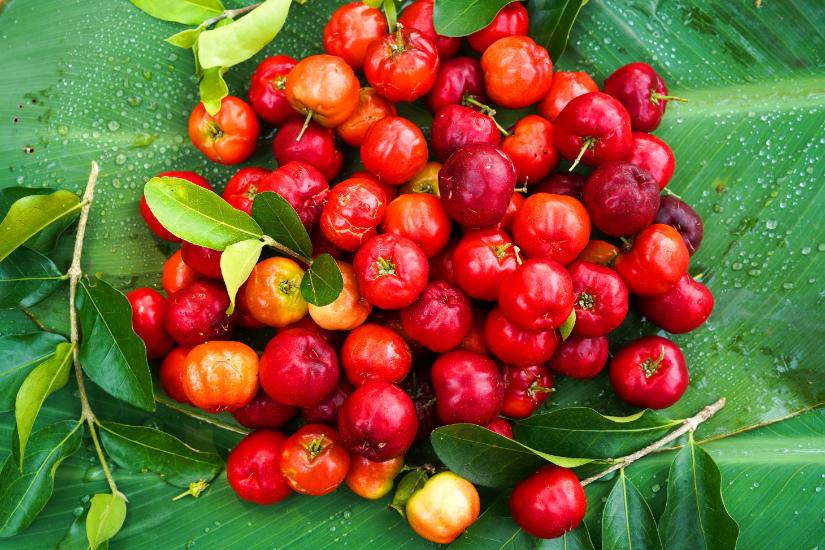 acerola niavis